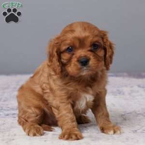 Marshall, Cavalier King Charles Spaniel Puppy